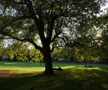 Ferber Park Tree